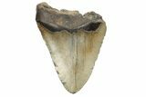 Bargain, Fossil Megalodon Tooth - North Carolina #190899-1